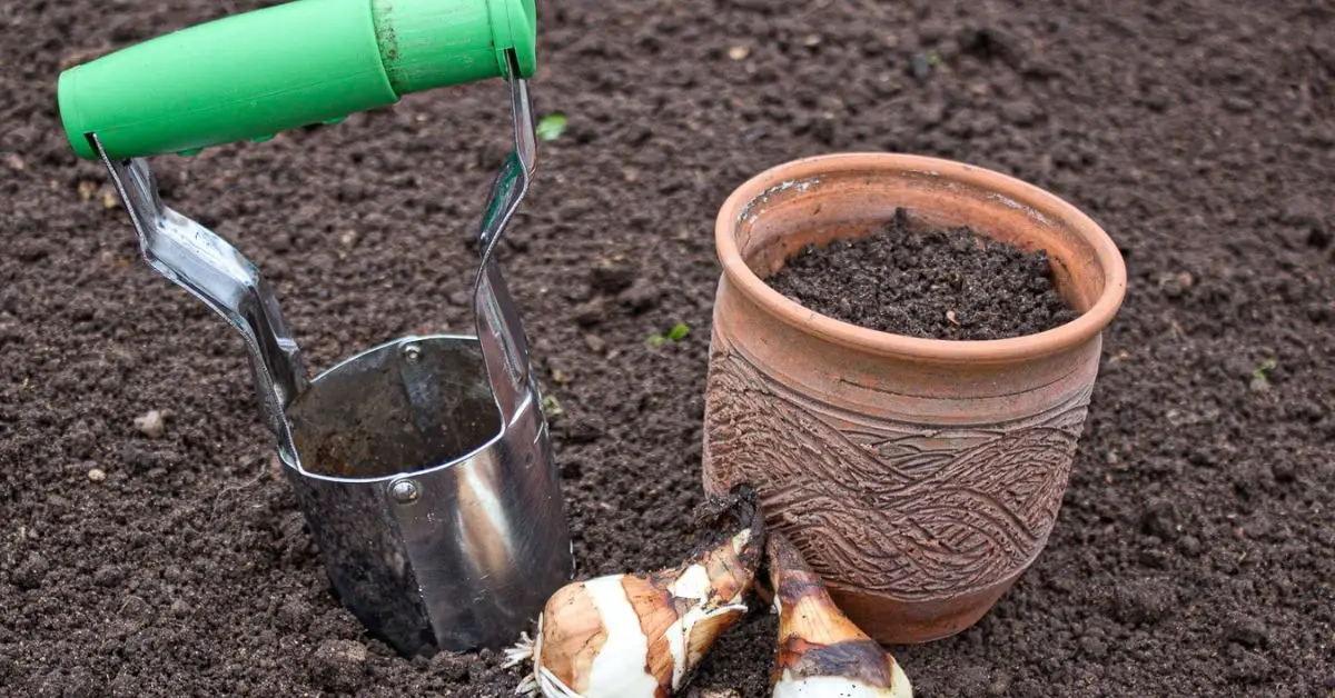How to Grow Daffodils