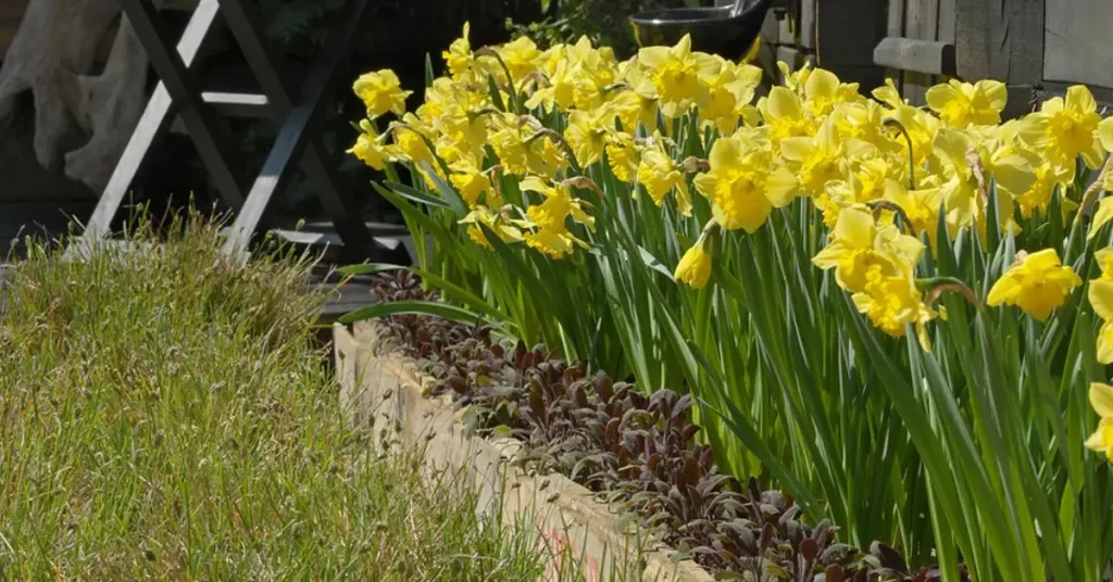 How to Grow Daffodils