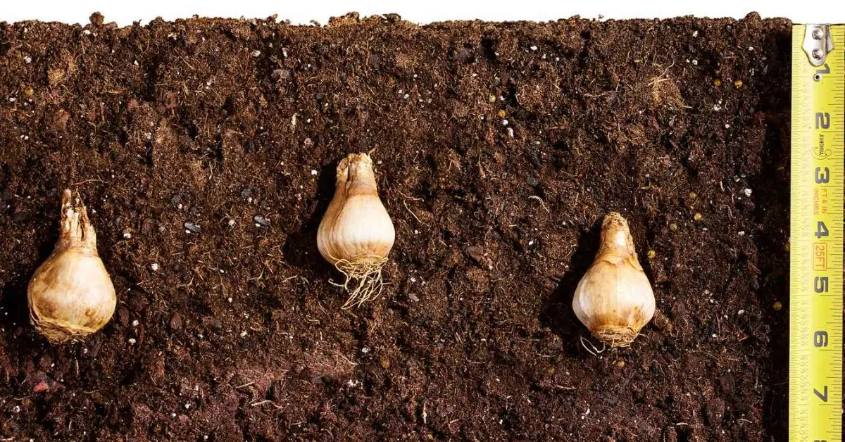 How to Grow Daffodils