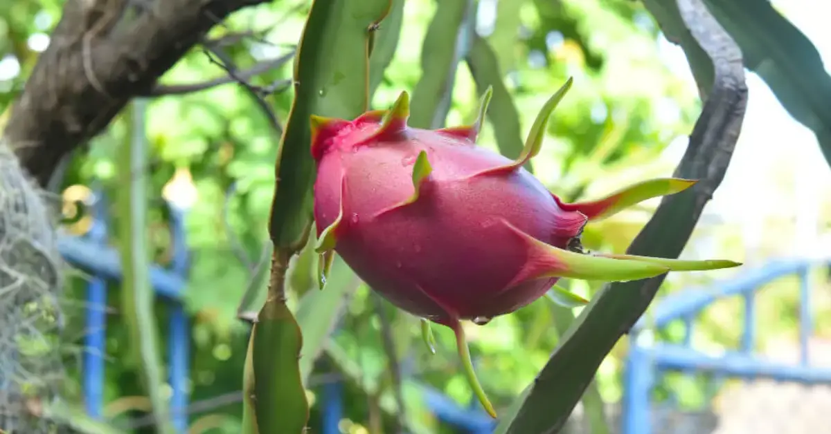 How to Grow Dragon Fruit at Home