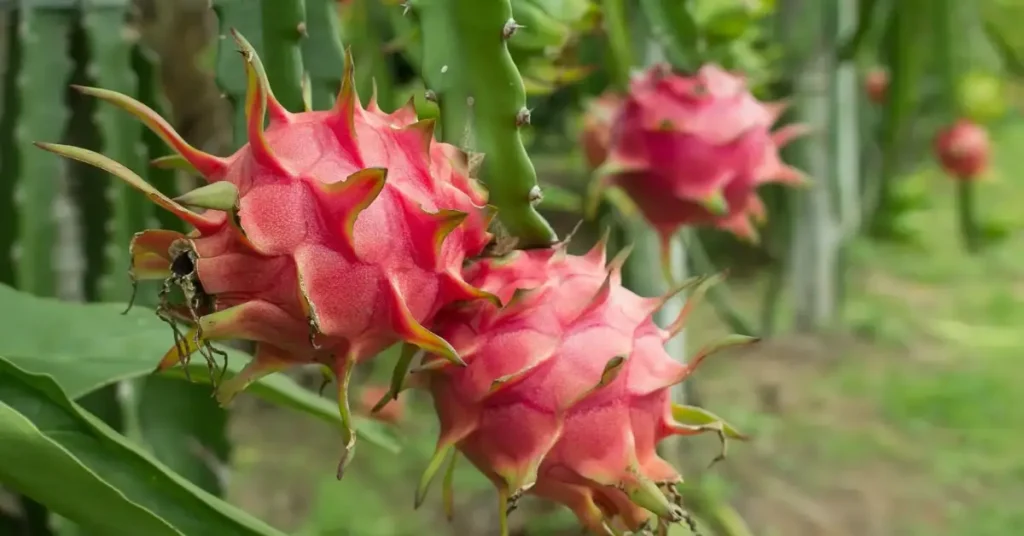 How to Grow Dragon Fruit at Home