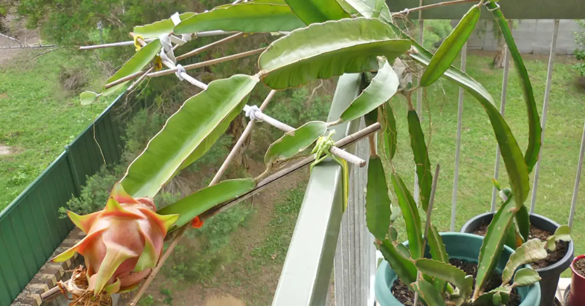 How to Grow Dragon Fruit at Home