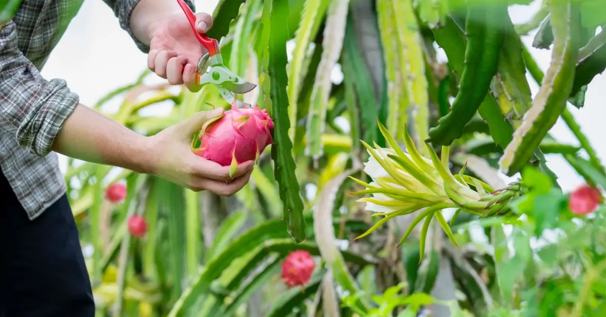 How to Grow Dragon Fruit at Home