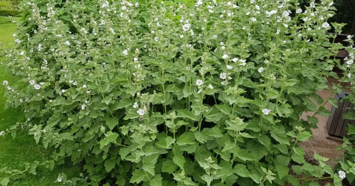 How to Grow Marshmallow Plants