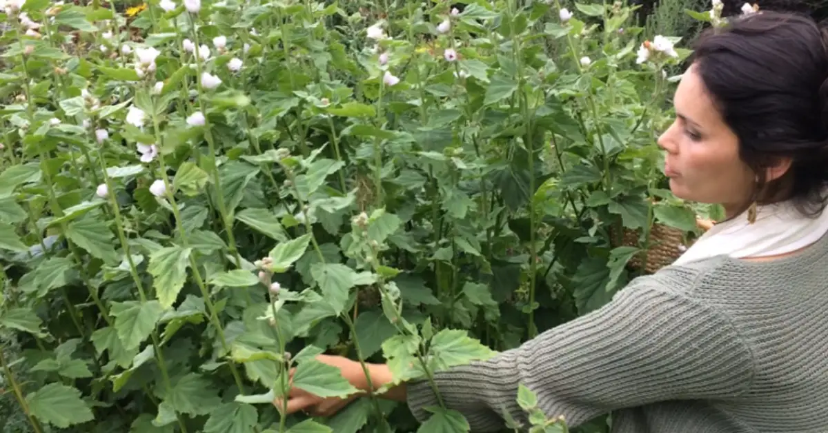 How to Grow Marshmallow Plants