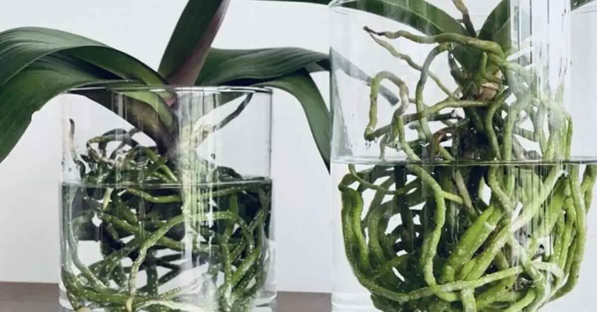 How to Grow Orchids in Water