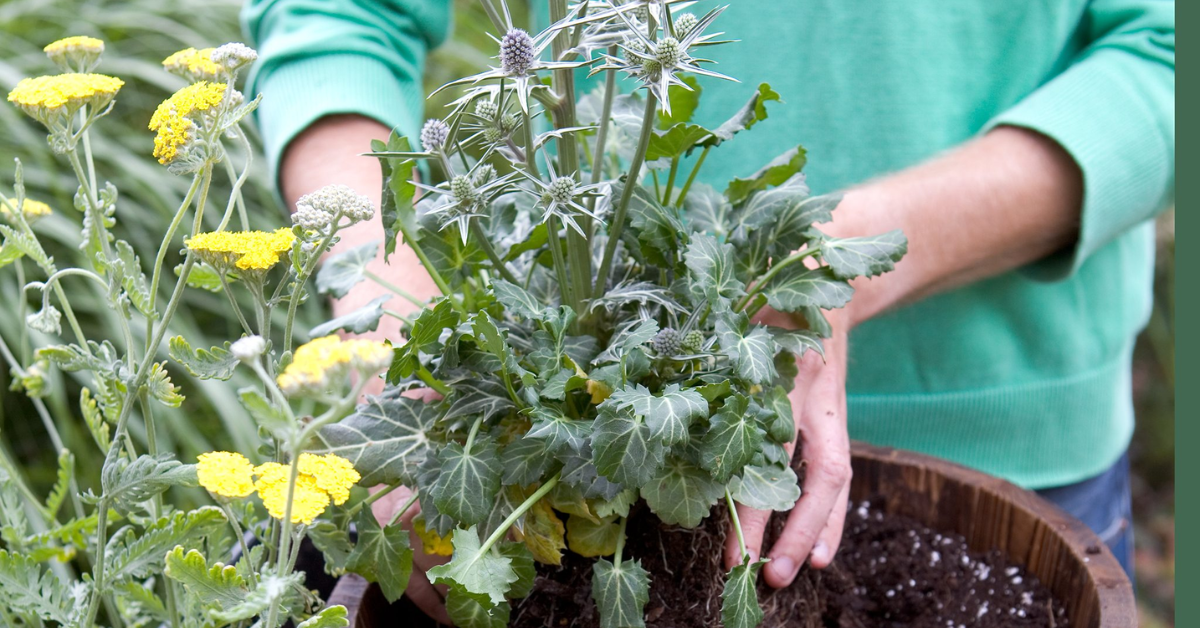 How to Grow Sea Holly