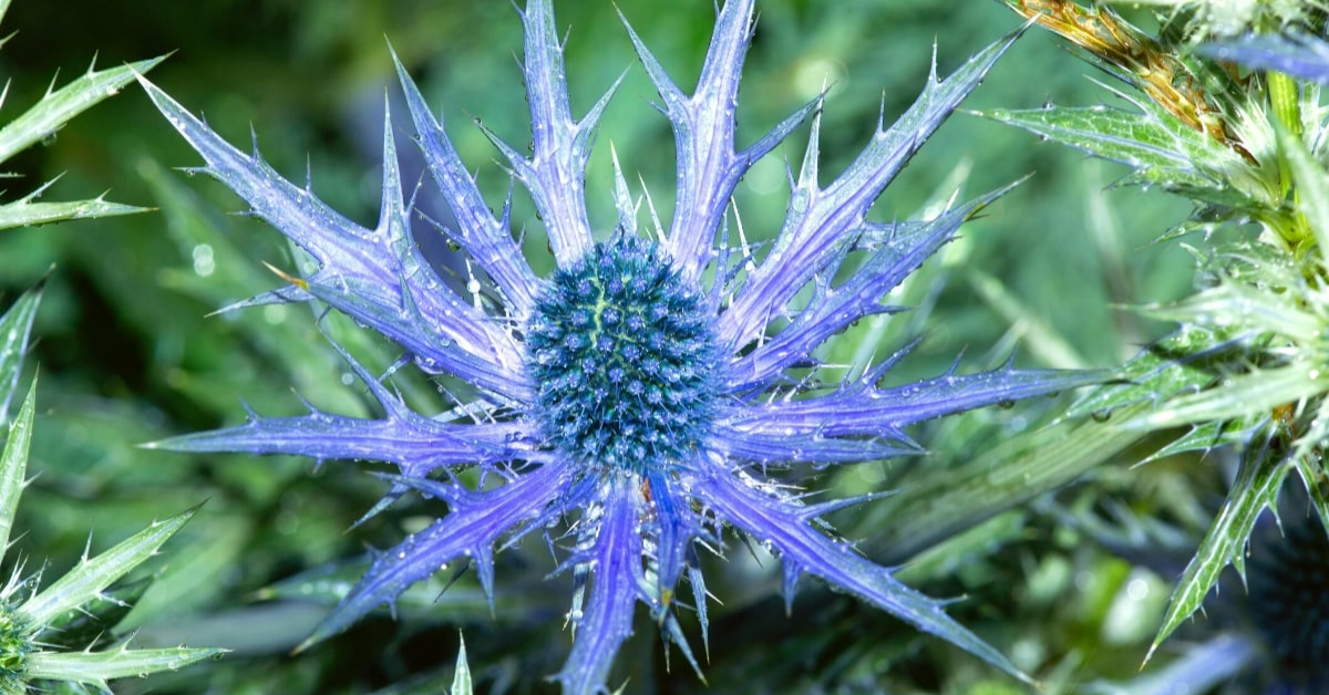 How to Grow Sea Holly