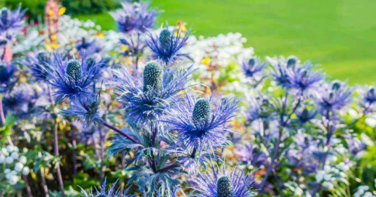 How to Grow Sea Holly