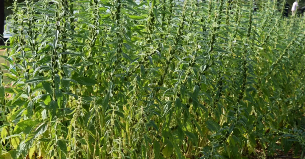 How to Grow Sesame Plants in Your Garden