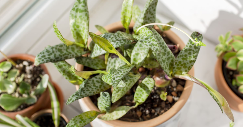 How to Grow Silver Squill