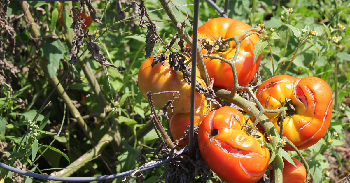 Why Do Tomatoes Split