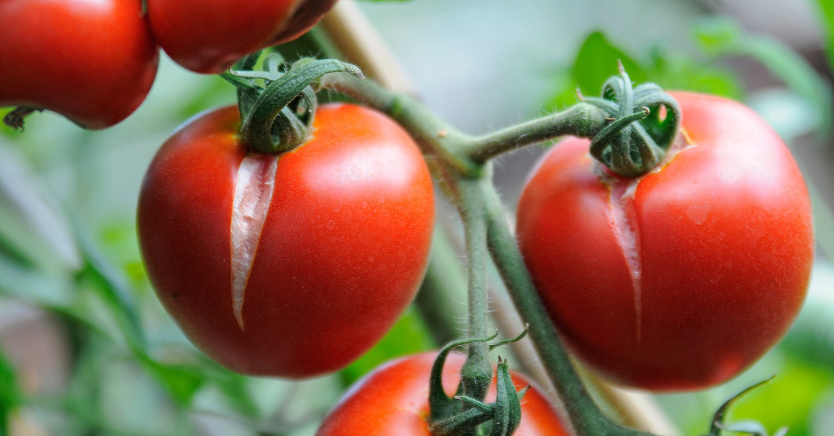 Why Do Tomatoes Split