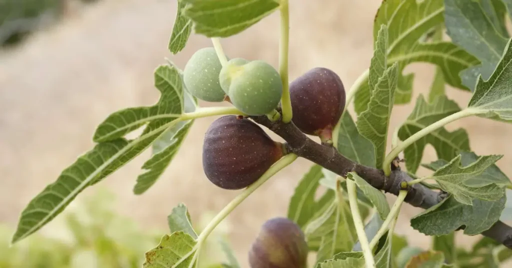 How to Grow a Fig Tree at Home