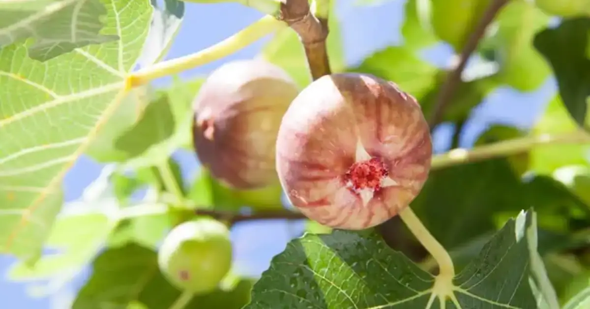 How to Grow a Fig Tree at Home