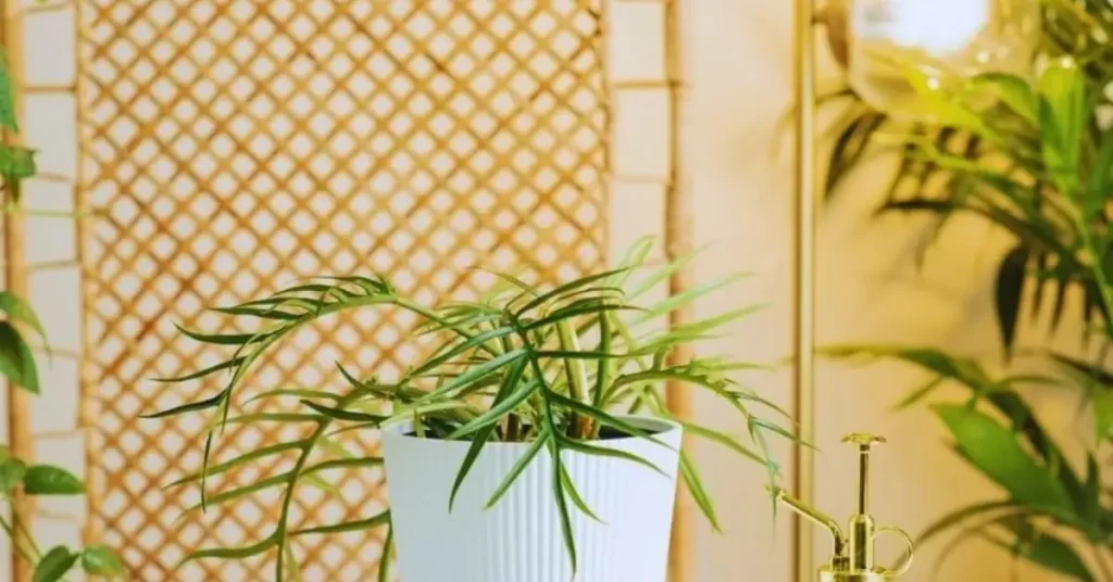 How to Grow and Care for Philodendron Tortum