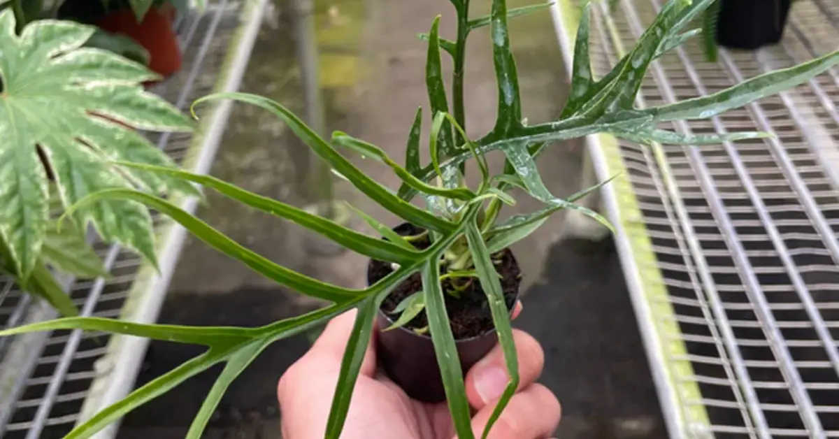 How to Grow and Care for Philodendron Tortum