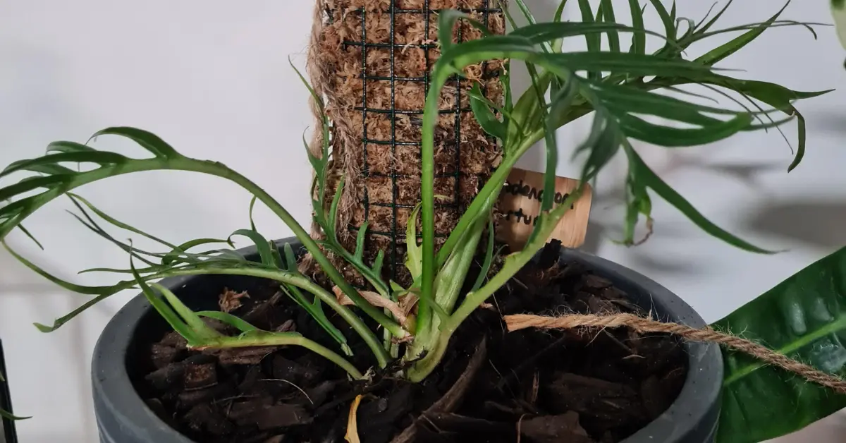 How to Grow and Care for Philodendron Tortum