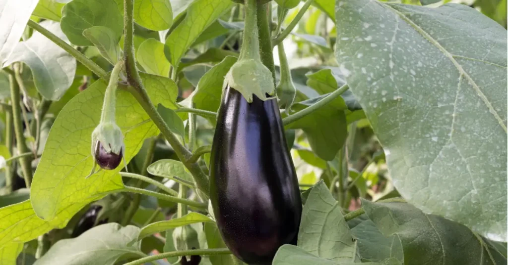 How to Harvest Eggplant the Right Way