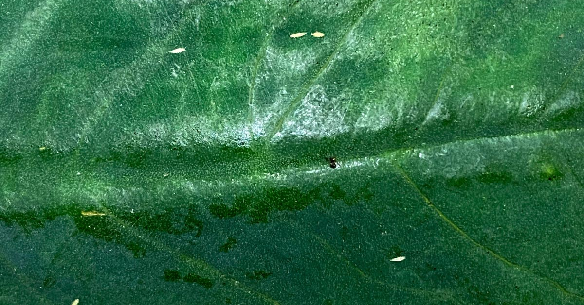 How to Identify and Eliminate Tiny Black Bugs on Houseplants