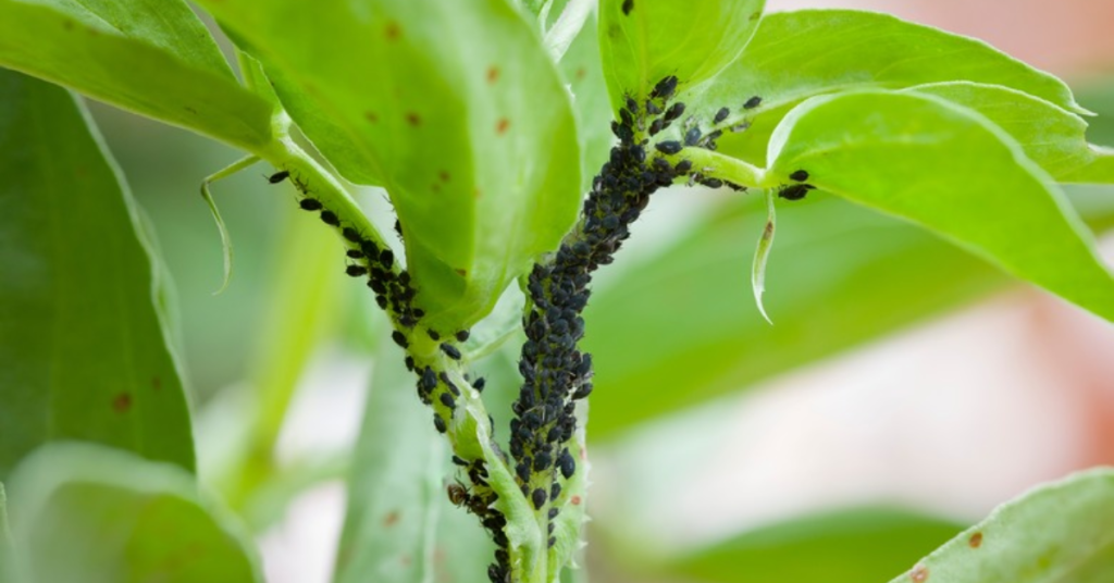 How to Identify and Eliminate Tiny Black Bugs on Houseplants