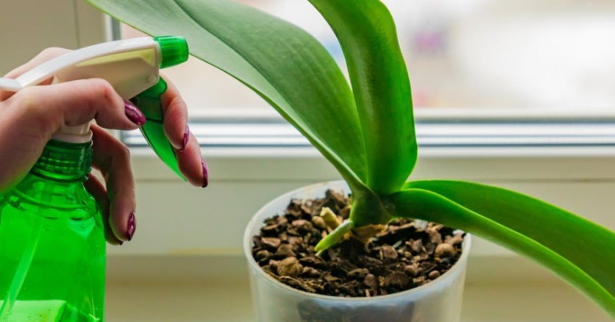 How to Identify and Eliminate Tiny Black Bugs on Houseplants