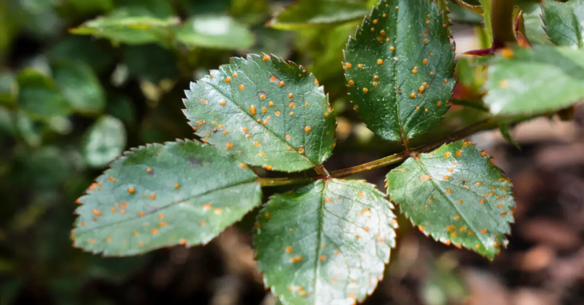 How to Identify and Get Rid of Rose Rust
