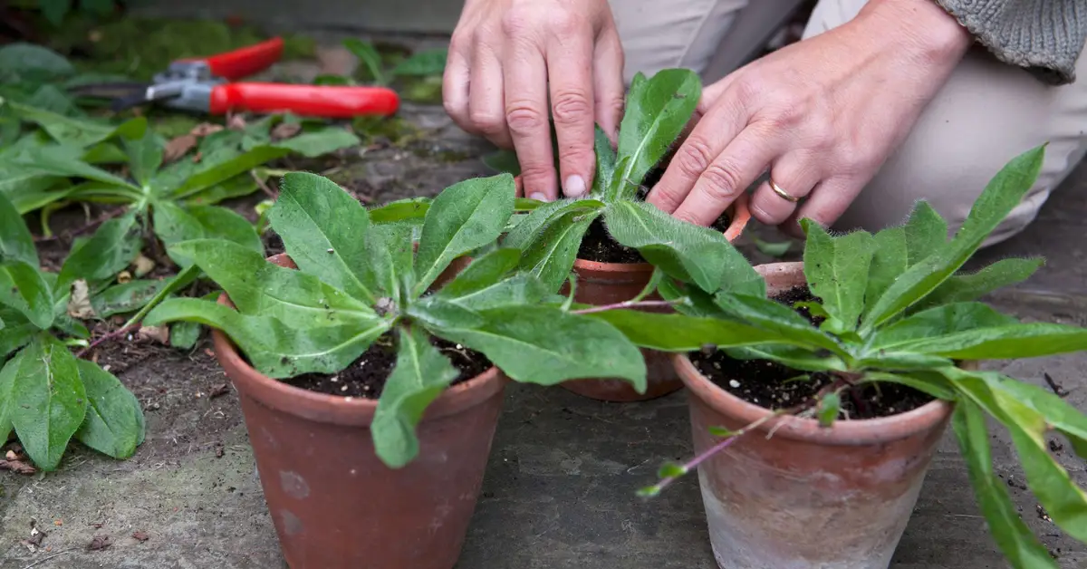How to Plant Evening Primroses in Autumn