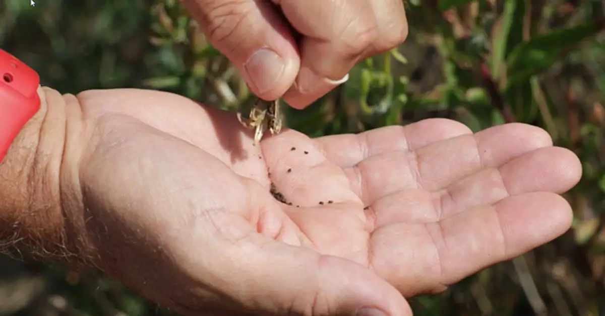 How to Plant Evening Primroses in Autumn