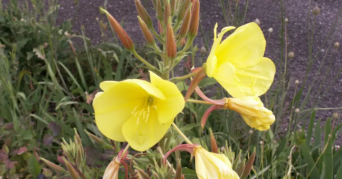 How to Plant Evening Primroses in Autumn