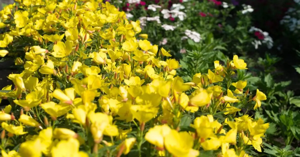 How to Plant Evening Primroses in Autumn