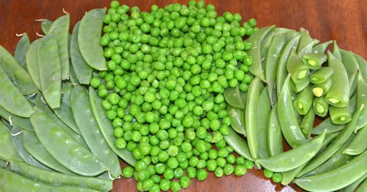 How to Plant Peas and Beans in Fall
