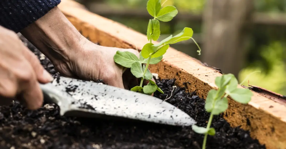 How to Plant Peas and Beans in Fall