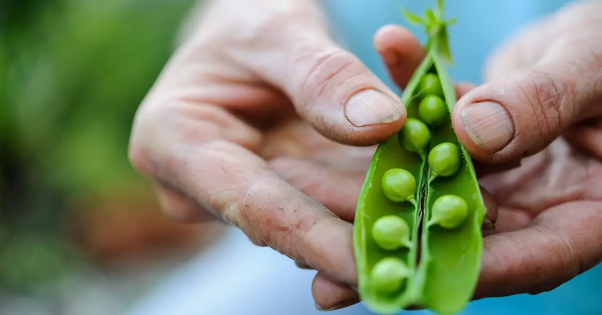 How to Plant Peas and Beans in Fall