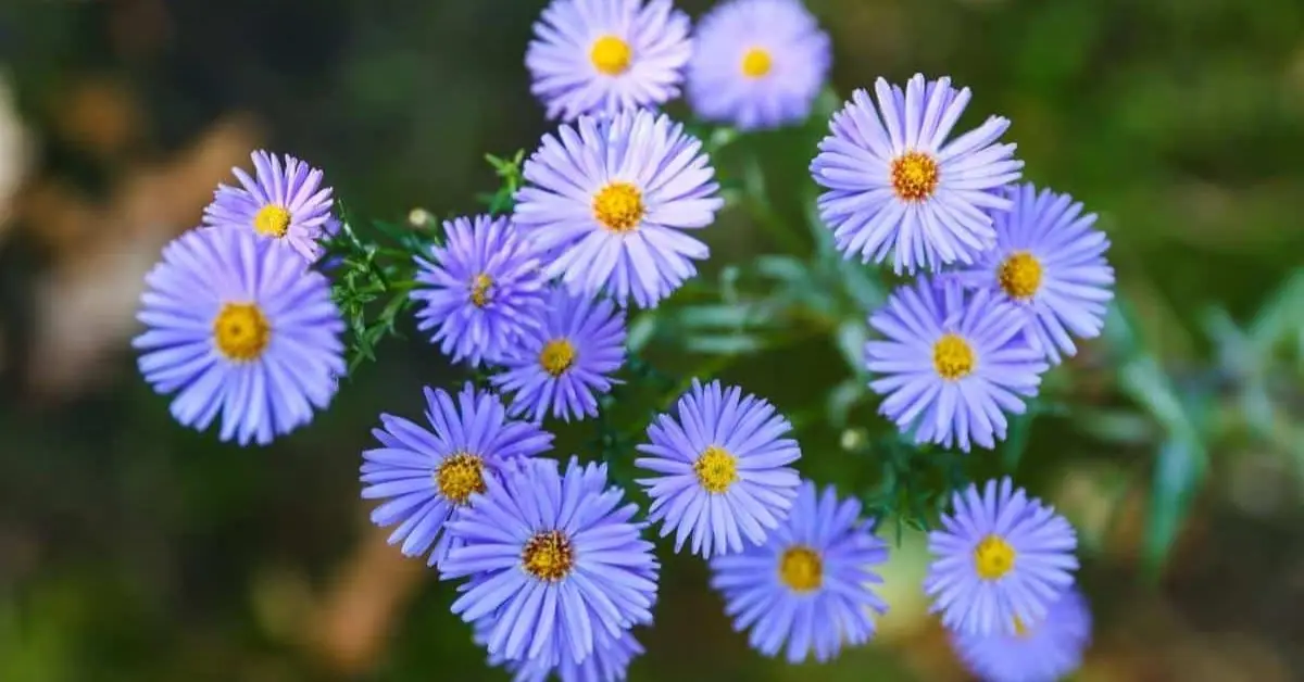 How to Plant and Care for Asters in Pots