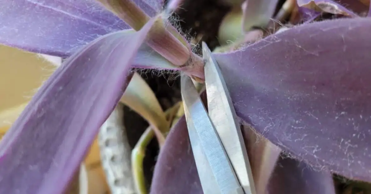 How to Propagate Purple Heart