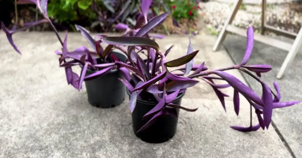 How to Propagate Purple Heart