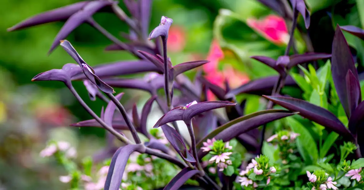 How to Propagate Purple Heart