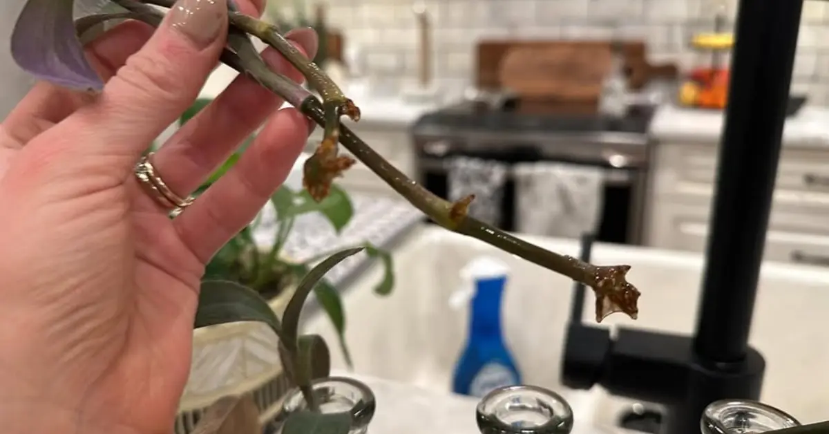 How to Propagate Purple Heart
