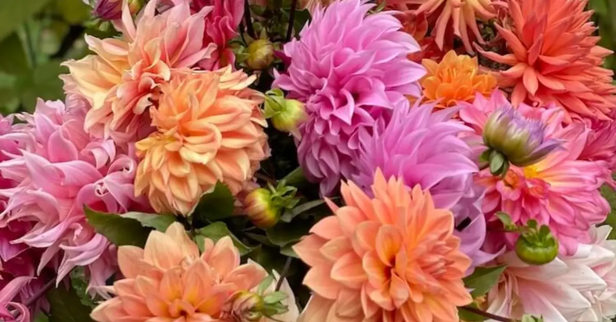 How to Protect Dahlias in Fall