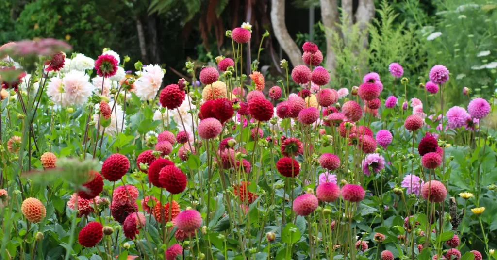 How to Protect Dahlias in Fall