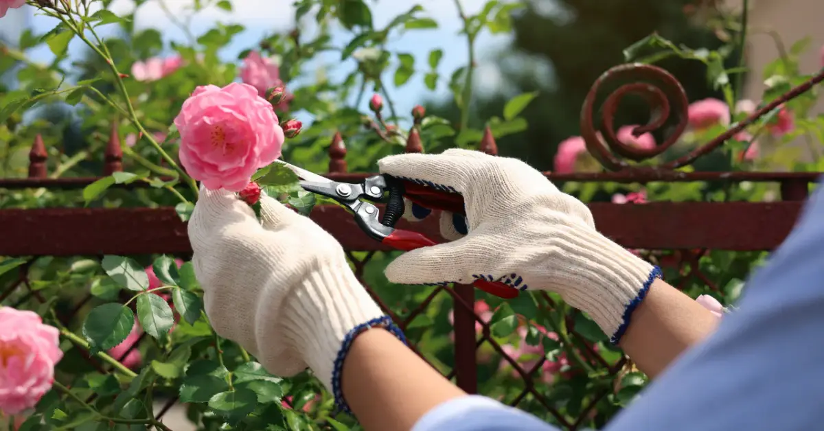 How to Prune a Climbing Rose