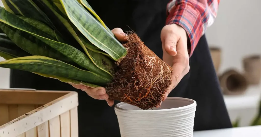 How to Repot Indoor Plants