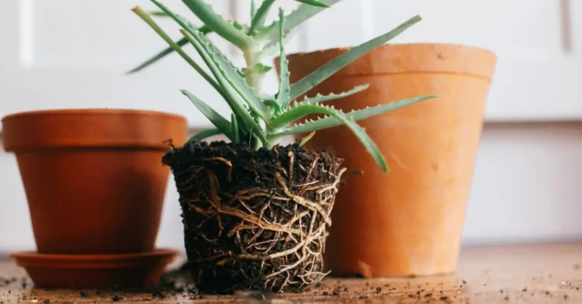How to Repot Indoor Plants
