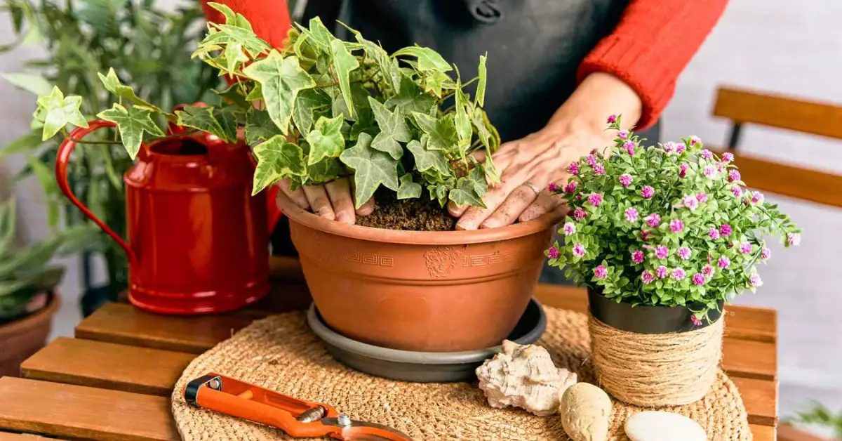 How to Repot Indoor Plants