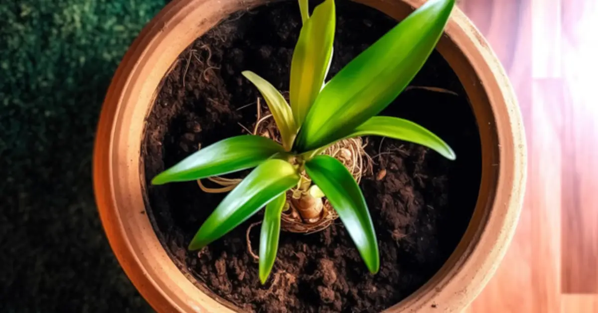 How to Repot Indoor Plants