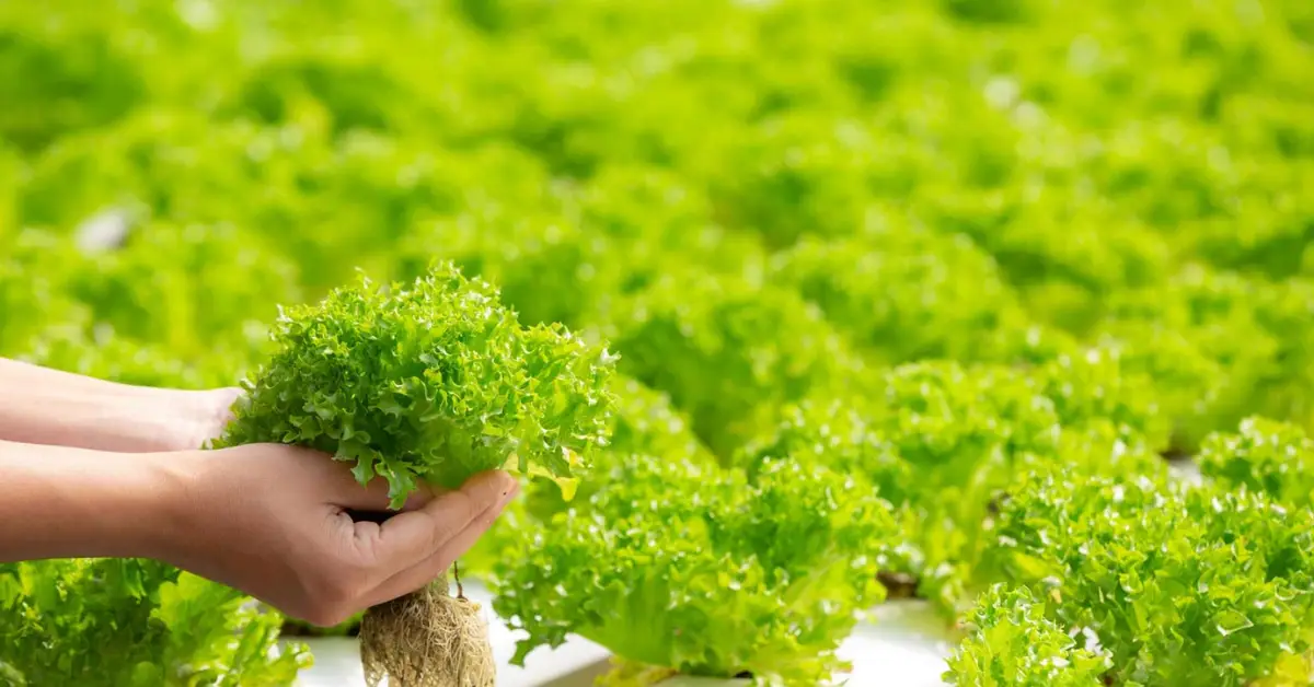 How to Start a Hydroponic Garden at Home