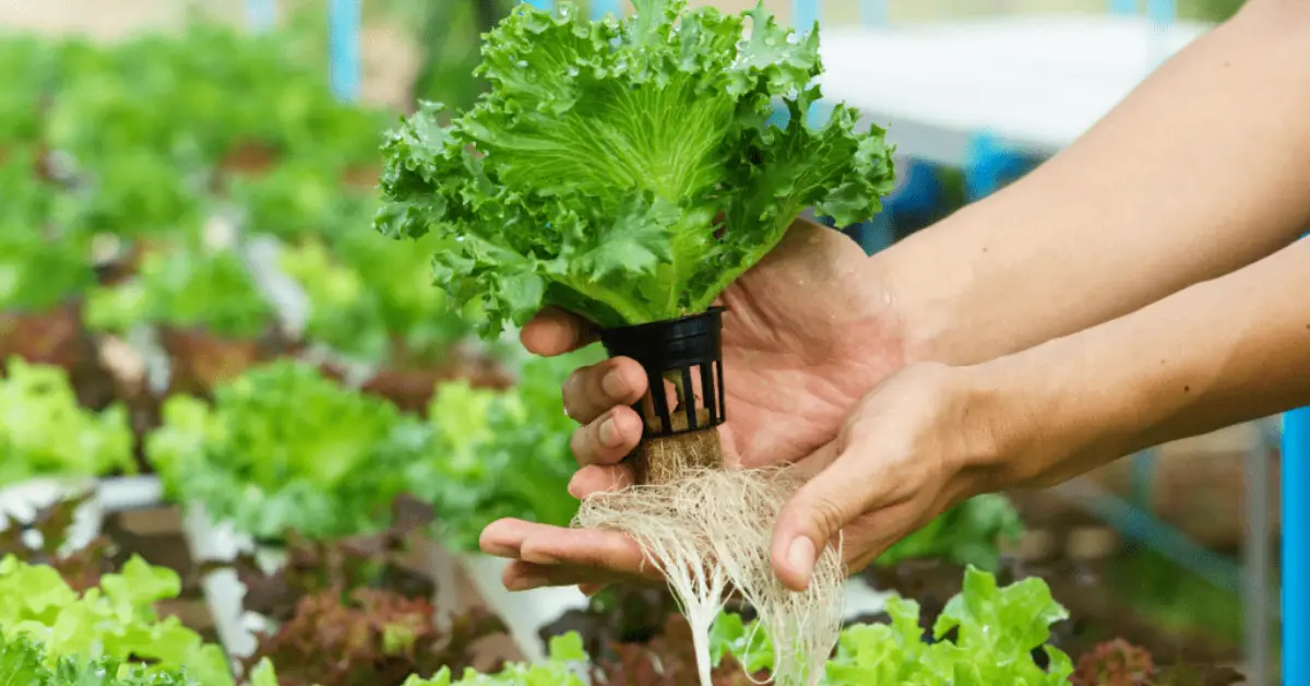 How to Start a Hydroponic Garden at Home