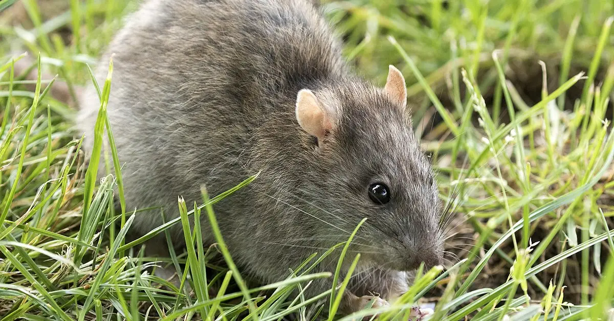 How to Stop Rats in the Garden
