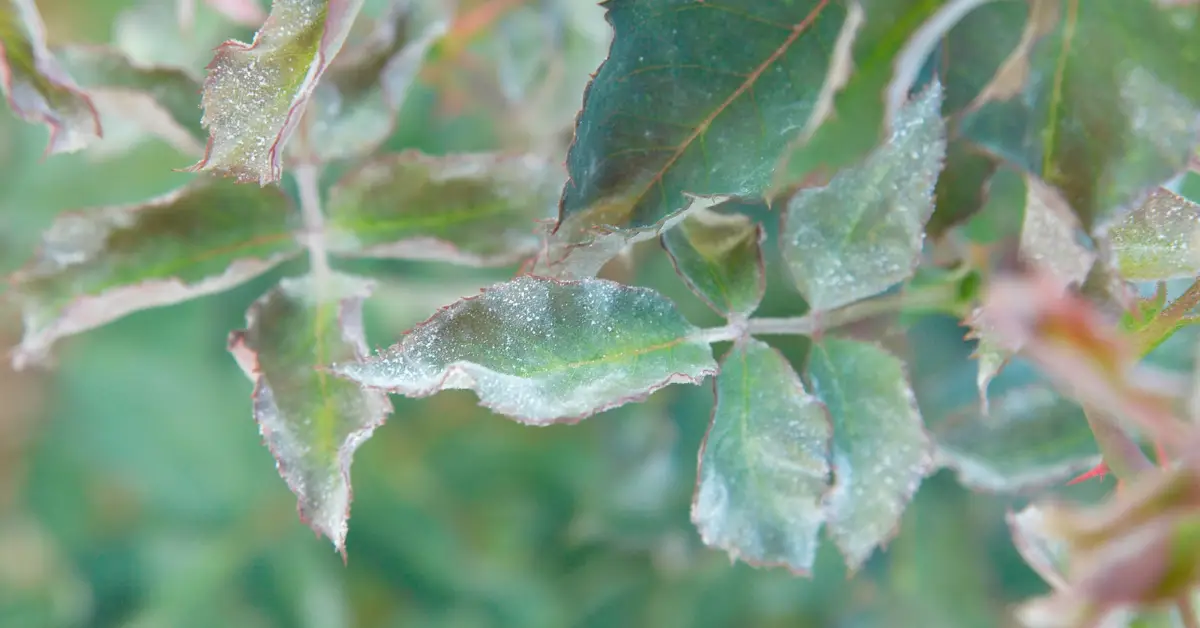 How to Treat Powdery Mildew on Roses